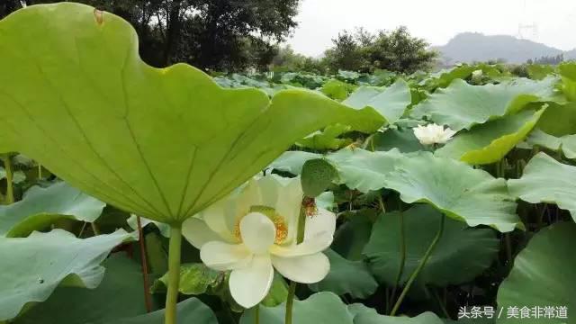 美食非常道最新一期,美食非常道现在叫什么
