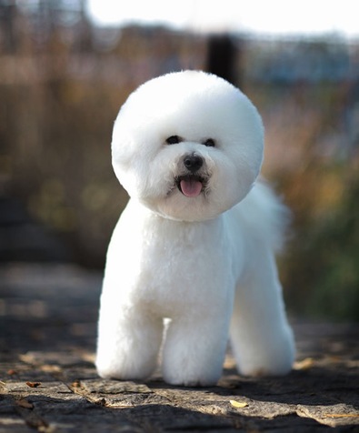 比熊犬怎么训练大小便,涨知识如何养出好皮肤