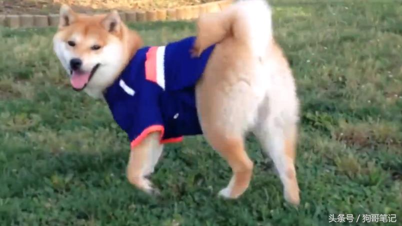 柴犬狗狗笑萌表情,柴犬狗狗才艺训练