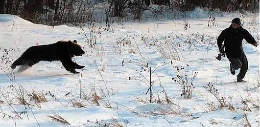 野外棕熊来袭,野外遇到棕熊袭击怎么办