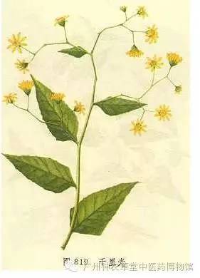 家有千里光一生不生疮是什么意思,家有千里光不生疮