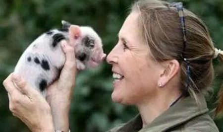 生猪病症诊断及治疗,猪三种疾病