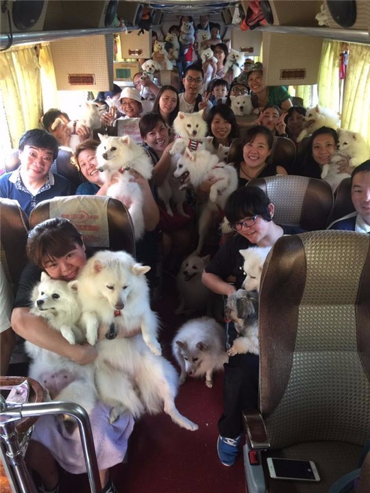 狗狗洗澡没吹干生病了怎么办,狗狗生病了舔自己是什么原因