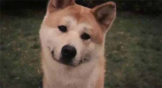 狗狗洗澡没吹干生病了怎么办,狗狗生病了舔自己是什么原因