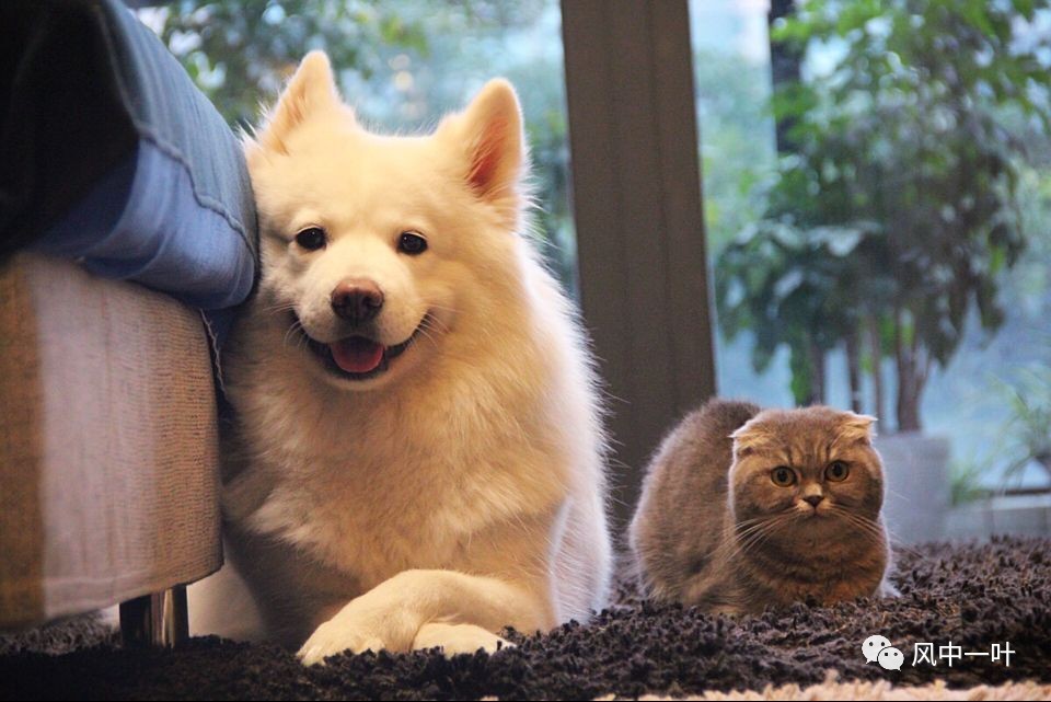 小绒豆，小白兔，小二黑