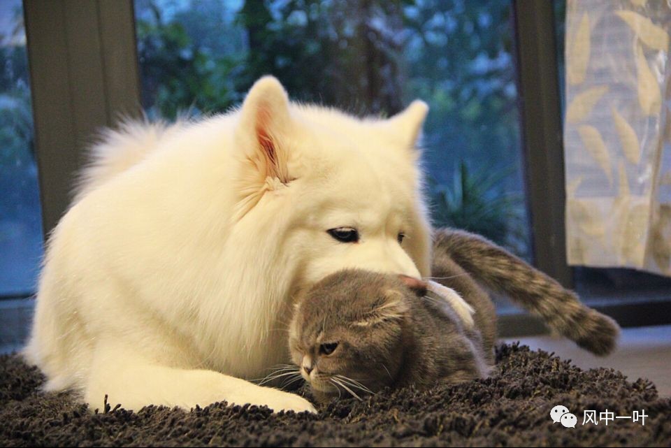 小绒豆，小白兔，小二黑