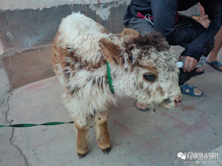 骑行318到尼泊尔,29天骑行川藏之旅