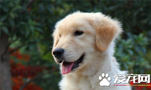 金毛寻回犬怎么训练,金毛寻回犬的训练关注事项