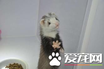 雪貂繁殖全过程,宠物貂如何养胖