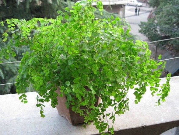 花卉叶子变黄怎么处理,盆栽花卉叶子发黄有何妙招