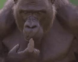 就算打不过你，我也依然是骄傲的小公举