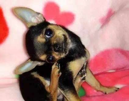 狗狗不停的摇头晃脑打喷嚏,狗狗摇头晃脑走路不稳怎么回事