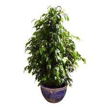 十大防辐射最好的水培植物,防辐射植物有哪些