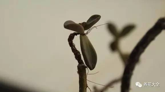 多肉老是长气根怎么办,多肉为什么生气