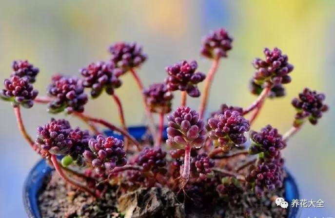 多肉老是长气根怎么办,多肉为什么生气