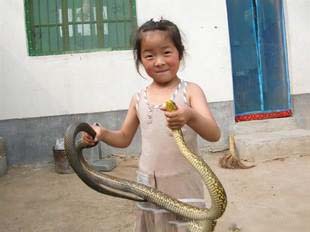 家里的蛇出现代表什么意思,蛇进了家里自己会出去吗