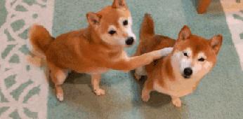 一梦谈狗：养一只公狗和养一只母狗的差距这么大你投票给谁？