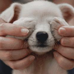 一梦谈狗：养一只公狗和养一只母狗的差距这么大你投票给谁？