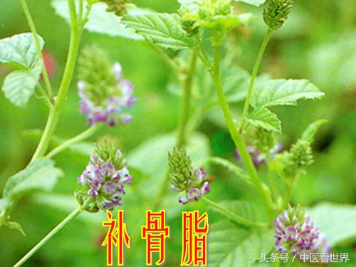 这草向阳处多见，不仅气味芳香，还是固精缩尿、温脾止泻好药！