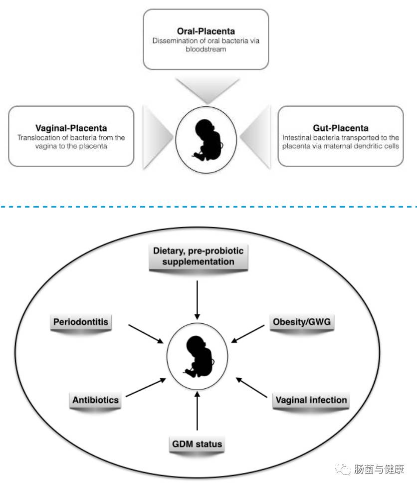 如何确定胎盘有活性,胎盘不存在微生物吗