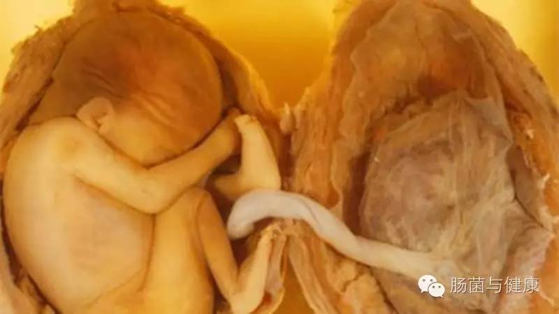 如何确定胎盘有活性,胎盘不存在微生物吗