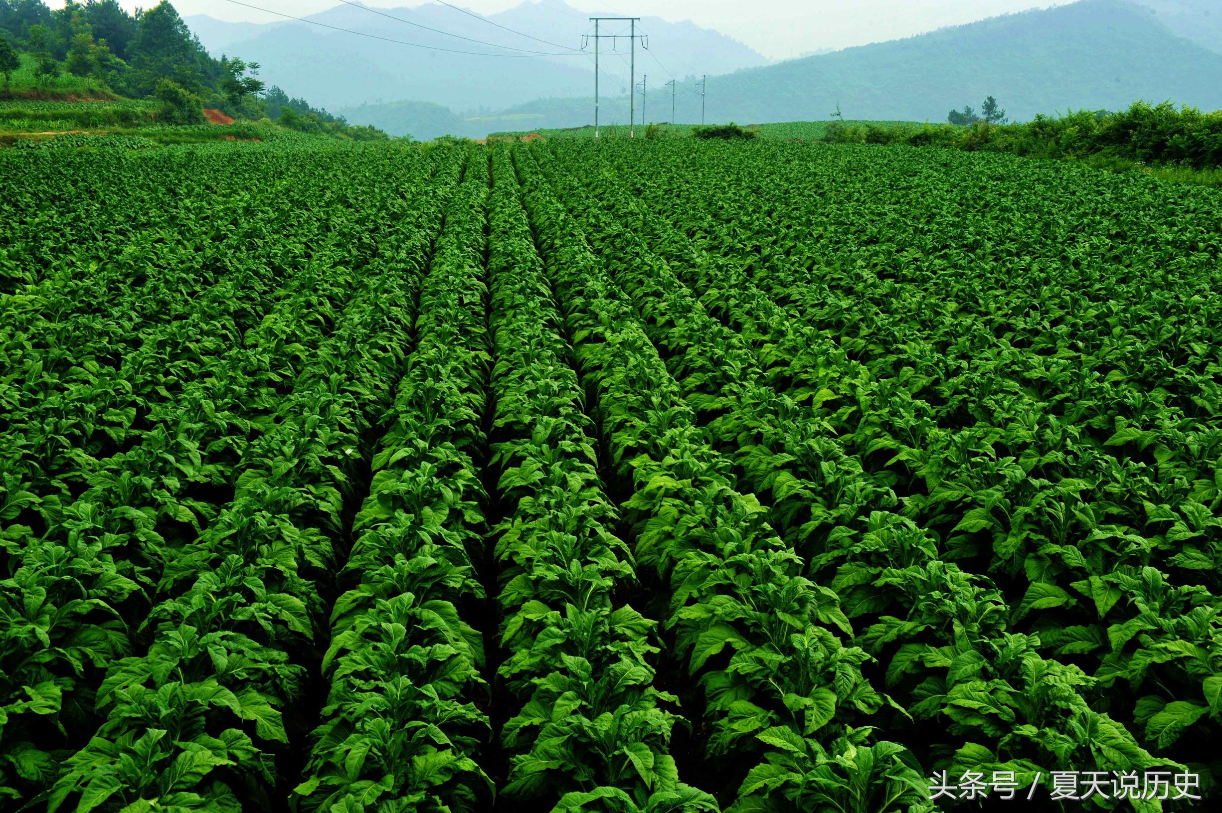 烟草的危害,烟草带来的危害