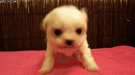 狗狗不停的摇头晃脑打喷嚏,狗狗摇头晃脑走路不稳怎么回事