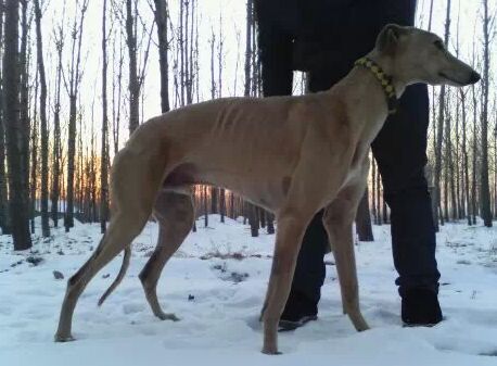 格力犬视频素材稀有,分享一张格力犬的照片