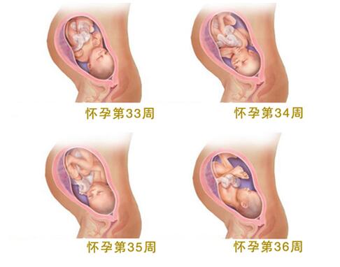 35周加4胎儿发育良好怎么处理,35周胎儿发育标准对照表最新