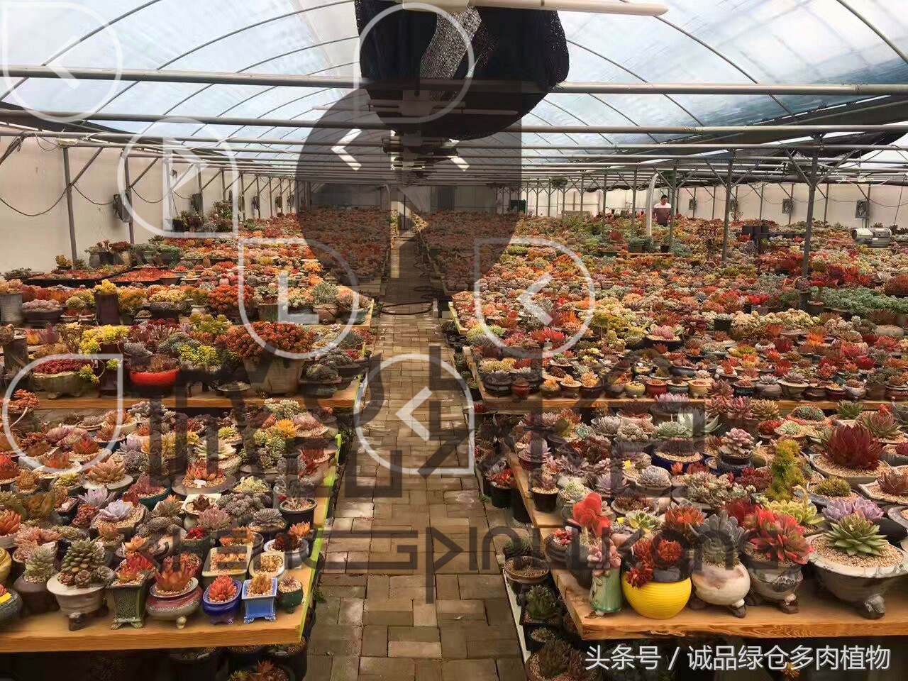 多肉植物大棚直播,密斯达多肉大棚视频