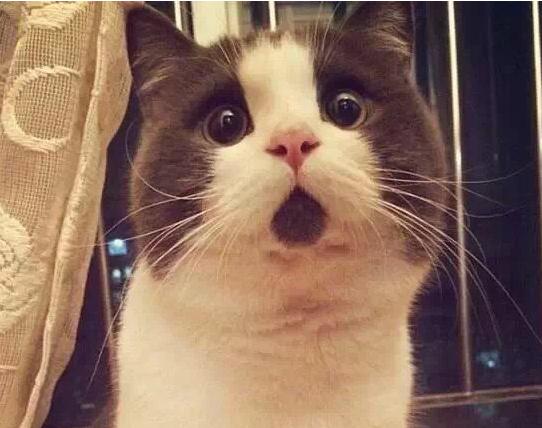 猫主子多少钱,猫咪必备药品平价推荐