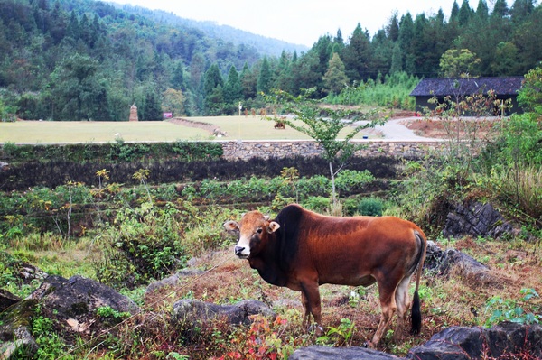 张家界自然公园一日游攻略,张家界禾田居山谷门票