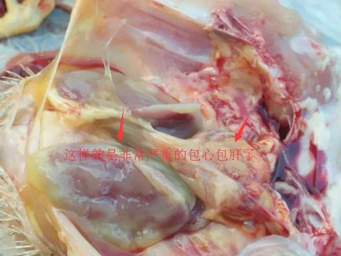 有图有真相！养鸡过程病毒造成的混合感染要这样治疗