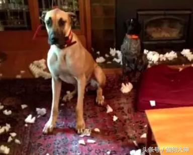 你莫名其妙找不到的东西，可能都在你家狗狗肚子里