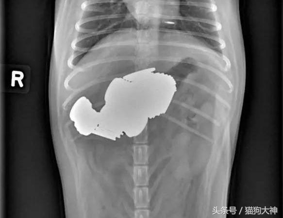 你莫名其妙找不到的东西，可能都在你家狗狗肚子里