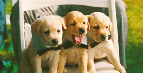 一梦谈狗：养一只公狗和养一只母狗的差距这么大你投票给谁？