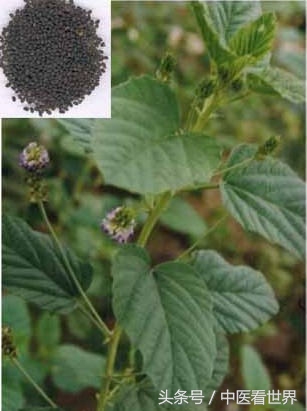 这草向阳处多见，不仅气味芳香，还是固精缩尿、温脾止泻好药！