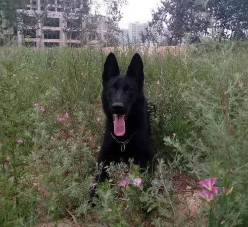 什么是德牧头版,什么是德牧的背线