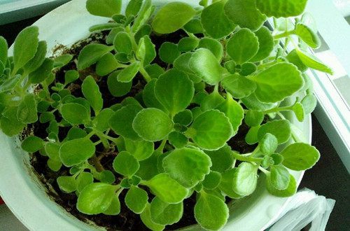 花卉叶子变黄怎么处理,盆栽花卉叶子发黄有何妙招