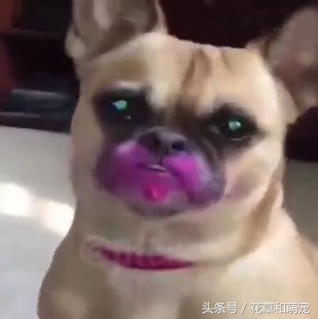 狗狗偷吃主人口红,狗狗偷吃主人不知道