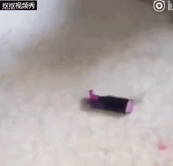 狗狗偷吃主人口红,狗狗偷吃主人不知道