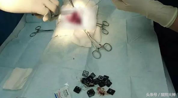 你莫名其妙找不到的东西，可能都在你家狗狗肚子里