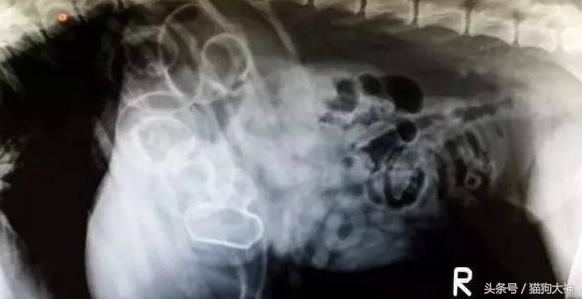 你莫名其妙找不到的东西，可能都在你家狗狗肚子里