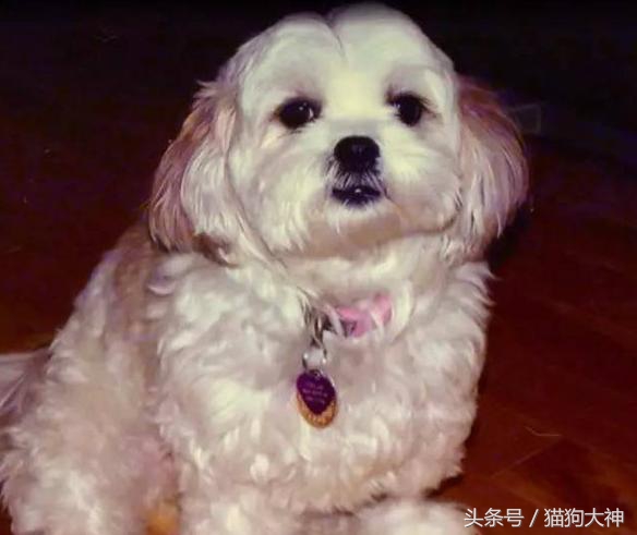 你莫名其妙找不到的东西，可能都在你家狗狗肚子里