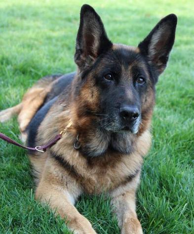 什么是德牧头版,什么是德牧的背线