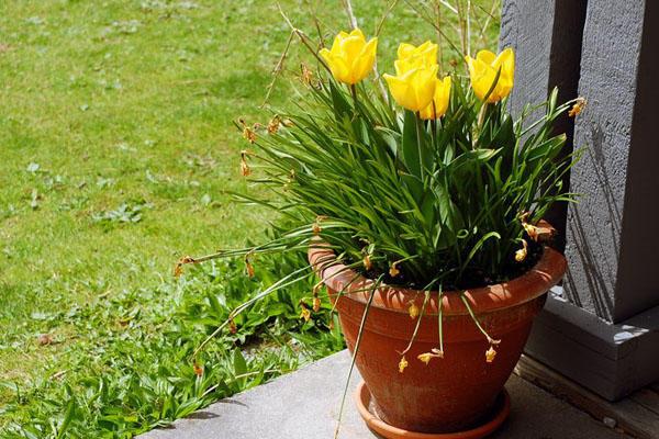 花卉叶子变黄怎么处理,盆栽花卉叶子发黄有何妙招