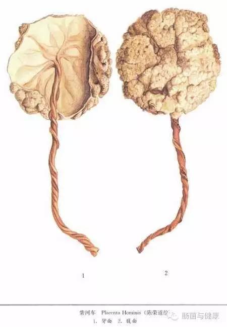 如何确定胎盘有活性,胎盘不存在微生物吗