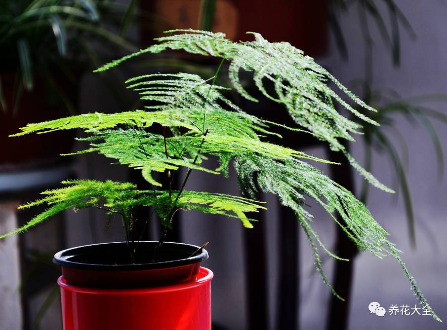 事业位置摆什么好招财,办公桌上摆什么招财助事业