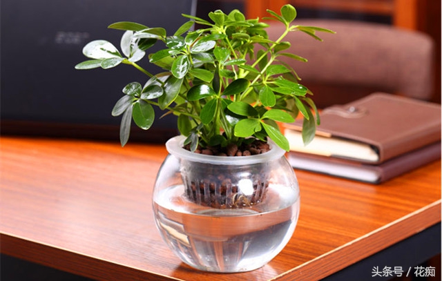 鹅掌柴，扦插繁殖都这么容易爆盆？