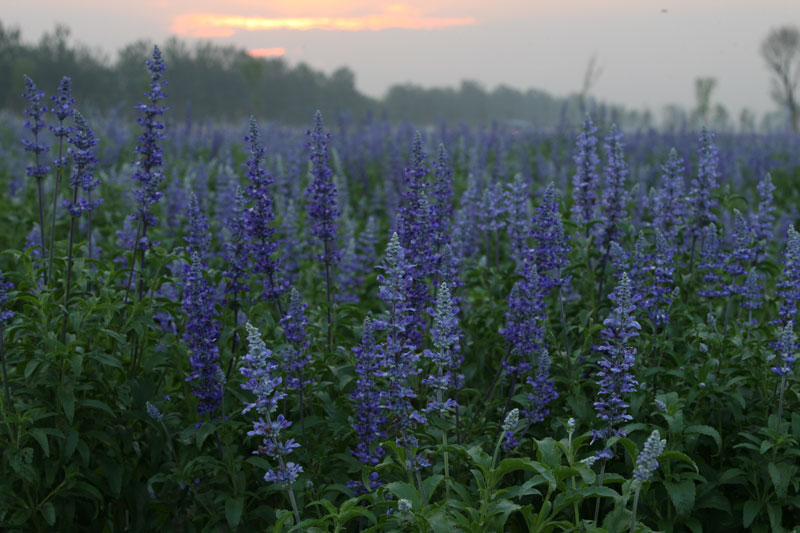 离这里最近的薰衣草庄园,中国最浪漫的地方薰衣草